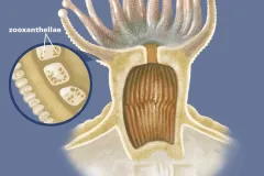What is coral? The answer is coral is an animal. This cutaway diagram of a coral polyp shows the location of its photosynthetic algae, or zooxanthellae, which coral needs to survive.