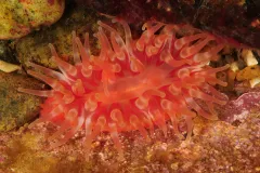 A photo of a red-colored sea anemone photographed in the Baltic Sea. 