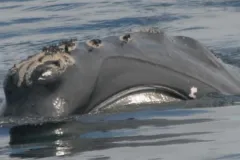 Phoenix is seen skim feeding off the coast of Maine in August 2004.