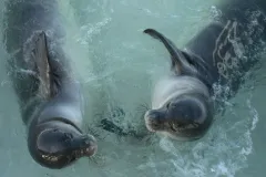 The beaches of Hawaii are the only place in the world where the Hawaiian Monk seal&nbsp;exists. As if on a tropical vacation, they spend a lot of time napping on the beach.&nbsp;
