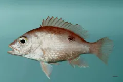 A red snapper from the Gulf of Mexico.