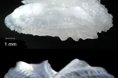 ear bones of a grouper fish