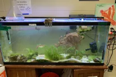 a fifty-five gallon aquarium