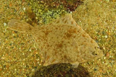 A photo of a European flounder in the Baltic Sea. 