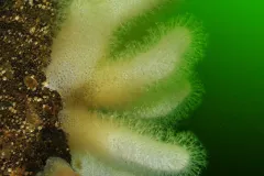 A close-up photo of dead man's fingers (Alcyonium digitatum), living in the Baltic Sea.