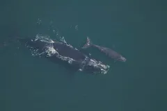Phoenix swimming with her calf. 