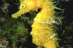 A bright yellow long-snouted seahorse. 