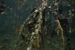 Mangrove roots provide support for filter-feeders like mussels, oysters, and barnacles.