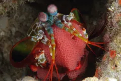 A Peacock Mantis Shrimp clutches her eggs