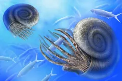 Illustration of the extinct ammonite, related to the modern squid. 