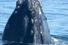 The rough patches of skin known as callosities occur in unique patterns on all North Atlantic right whales and help researchers identify and track individual whales. This whale is named Phoenix.