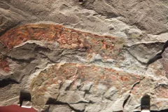 An image of a Anomalocaris canadensis fossil. 