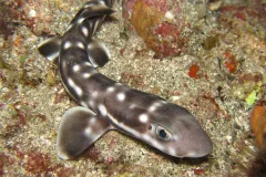 A coral catshark
