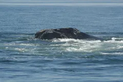 Phoenix was photographed swimming off the coast of Canada in the Bay of Fundy in August 2007.
