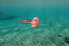 The mauve stinger is a glowing jellyfish.