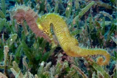 Seahorse couples (such as these Hippocampus histrix) greet each other every morning with a unique dance that sometimes involves changing color. The couple promenades and pirouettes together for several minutes before separating for the rest of the day. The