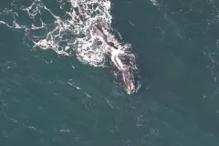 Phoenix swims in George’s Bank, off the coast of New England, on March 13, 2009.