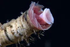 a tubeworm's red innards