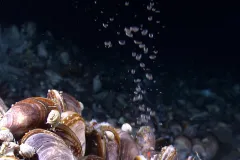 Bubbles of methane gas rise through a mussel bed in the Gulf of Mexico.