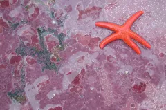 Pink crustose algae covers the surface of a rock. 