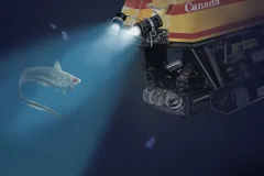 A submersible lights up a fish in the water. 