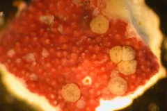 The small larvae of elkhorn coral (Acropora palmata) settle and grow on the crustose coralline algae species Hydrolithon boergesenii.
