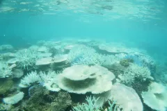 a highly bleached coral reef