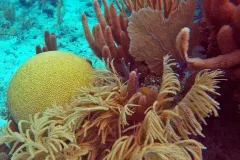 stony corals among sea fans