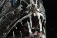 This aptly named fish has two long fangs.