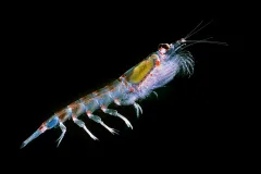 a colorful crustacean with hints of purple in its shell and green in its belly