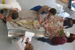 A giant squid dissection