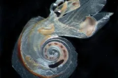 A sea butterfly, or sea snail, swims in the open ocean. 