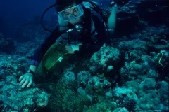 Dr. Valerie Paul, director of the Smithsonian Marine Station at Fort Pierce, Fla., examines tropical seaweeds on northwestern Guam’s coral reefs.