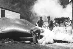 A worker mixes plaster near a dead whale