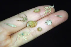 Nine small invertebrates held on two fingers. 