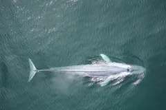 A blue whale with a removable tag surfaces off the coast.