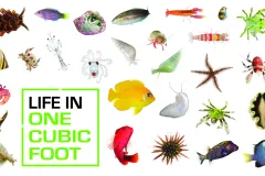 Image of many colorful ocean species with a white background. 