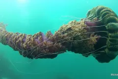 The black sea nettle jellyfish can grow to twenty-five feet long.