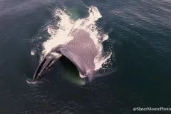 A blue whale swims sideways at the surface with a gaping mouth