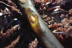 A blue-rayed limpet nestled inside a hole chewed on a piece of kelp. 