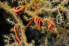 A brittle star clings to the branches of a deep sea coral