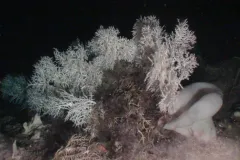 The crew aboard Oceana’s research vessel Ranger were surprised to discover large colonies of deep-sea white coral in the Western Mediterranean Sea.