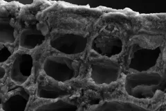 Unlike the green, leafy algae we're used to seeing, coralline algae has a hard crust—which you can see here at the molecular level under a scanning electron microscope.