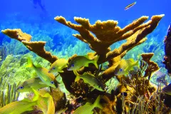 Underwater image of fishing swimming around branching coral. 