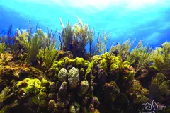 Underwater image of a healthy reef with boulder corals and octocorals