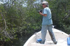 Dr. Ilka C. “Candy” Feller studies mangroves in the small streams of Panama.