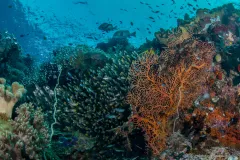These schools of colorful reef fish call Raja Ampat, the global centre of fish diversity, home. 