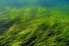 Seagrasses are flowering plants that can form dense underwater meadows and are an important shallow water habitat.