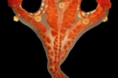 This rare&nbsp;staurozoan, or stalked jellyfish,&nbsp;Haliclystus californiensis, is about 2 centimeters in length and was collected off the coast of California.