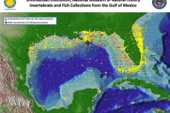 This map shows the localities represented by the Gulf of Mexico collection of the Smithsonian Institution’s National Museum of Natural History.